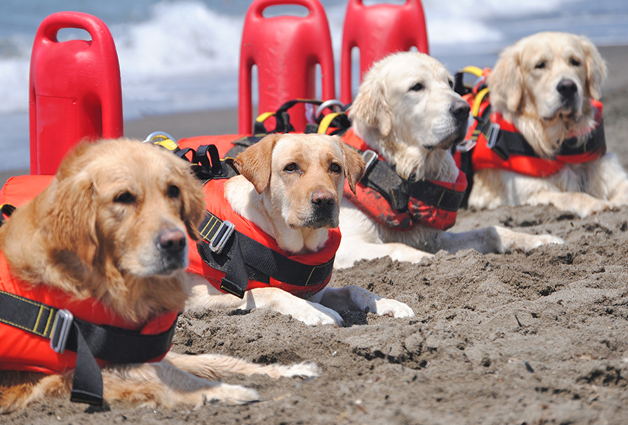 Dogs With Jobs